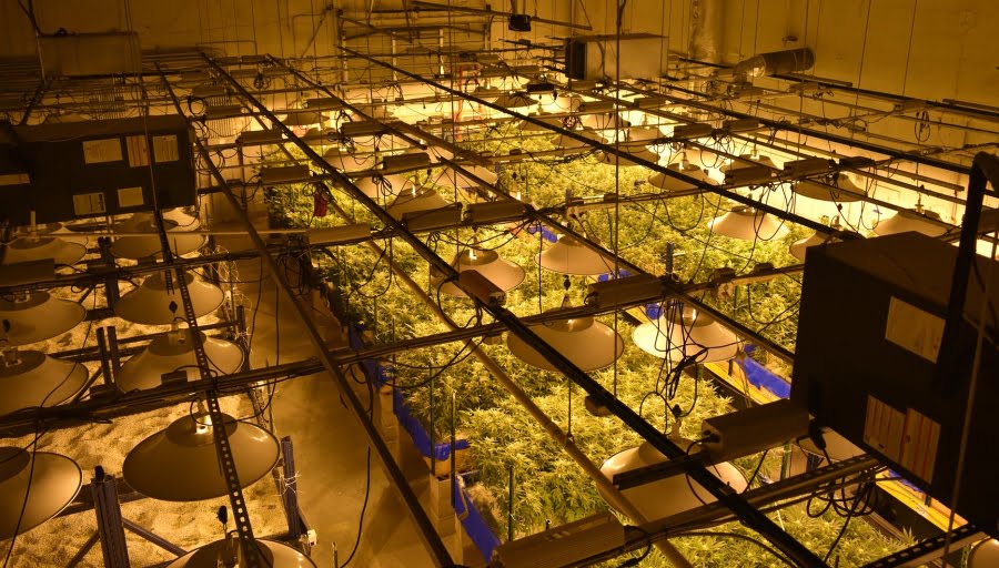 custom cannabis labels Cannabis Product Labeling